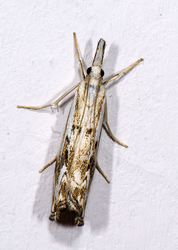 Catoptria falsella - Crambidae